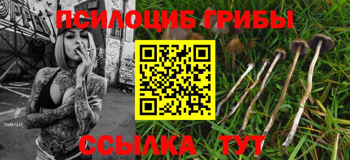 Псилоцибиновые грибы мицелий  Курган 