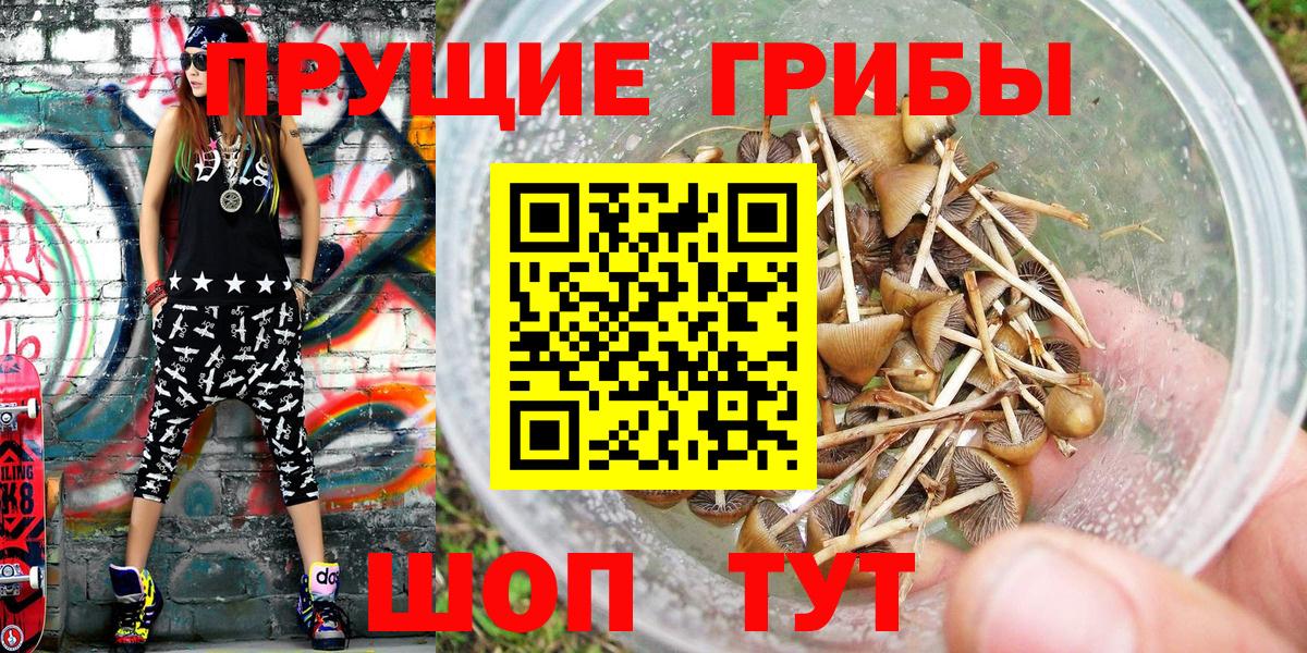 Псилоцибиновые грибы Psilocybine cubensis Курган
