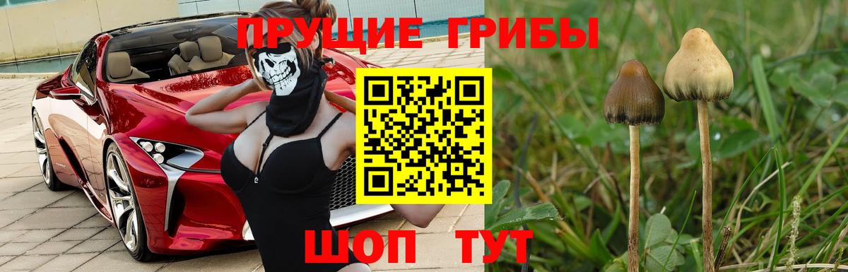 продажа наркотиков  Галлюциногенные грибы Psilocybine cubensis  Вход с VPN  Курган 